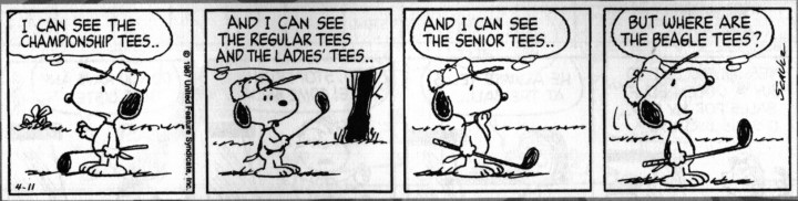 ビーグルティー